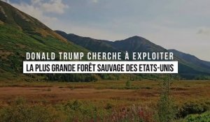 Environnement : Donald Trump cherche à exploiter la plus grande forêt sauvage des Etats-Unis
