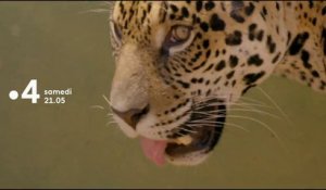 Muriel Robin et Chanee sur la terre des jaguars - Bande annonce