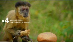 L'odyssée des primates - Bande annonce