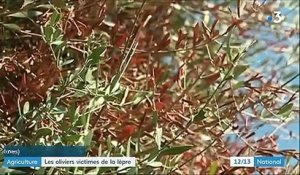 Agriculture : premiers cas de "lèpre des oliviers" détectés dans les Alpes-Maritimes
