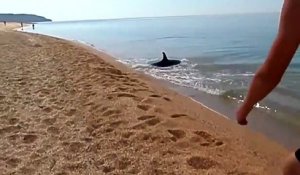 Un dauphin adorable reste au bord de la plage pour jouer avec les touristes