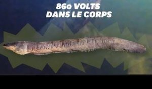 L'anguille la plus électrique du monde peut vous envoyer plus de 800 volts