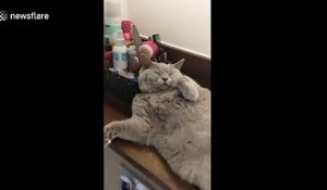Sieste D Un Hamster Avec Un Chat Sur Orange Videos