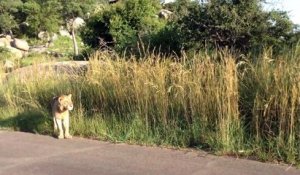 Rencontre tendue entre 2 lions dans un parc en afrique