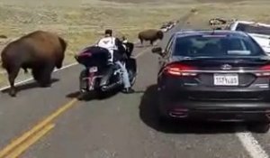 Un motard se retrouve à côté d'un énorme bison - parc Yellowstone