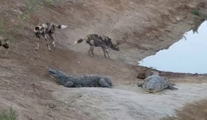 Des dingos viennent embeter 2 crocodiles... Courageux