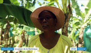 Antilles: des terres contaminées par le chlordécone
