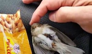 Un automobiliste sauve un oiseau coincé sous la malle de toit de sa voiture