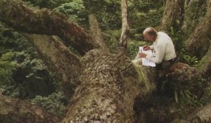 Visite guidée - L’expo qui sonde les arbres !