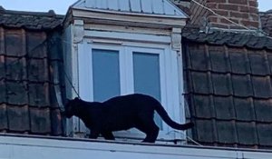 Une panthère noire aperçue en train de déambuler sur les toits d'un quartier d'Armentières