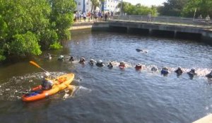 Des sauveteurs forment une chaîne humaine pour sauver 4 dauphins coincés dans un canal