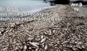 Grèce: des milliers de poissons asphyxiés dans un lac pour cause de sécheresse