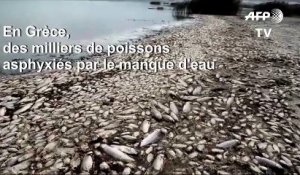 Grèce: des milliers de poissons asphyxiés dans un lac pour cause de sécheresse