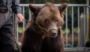 L'ours Micha qui avait été retiré du spectacle des Poliakov dans le Nord il y a une semaine va mieux