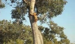Ce lionceau était coincé dans l'arbre mais va vite redescendre pour rejoindre maman