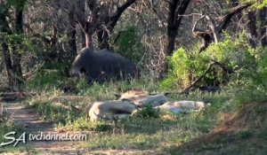 Un rhinocéros fait une mauvaise blague à des lions qui dorment