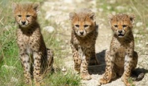 Naissance rare : cinq bébés guépards sont nés dans la réserve de Sigean