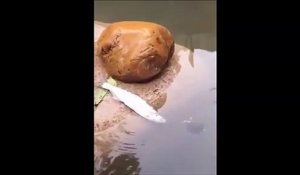 Une tortue vient aider un poisson coincé hors de l'eau