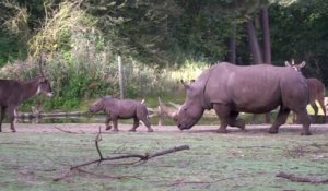 Ce bébé rhinocéros découvre la vie et va voir chaque animal du zoo