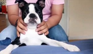 Regardez la tête de ce chien qui reçoit un massage !