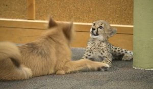 Un bébé guépard et un chiot deviennent les meilleurs amis du monde au zoo de Cincinnati