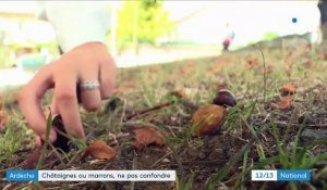 Ardèche : marrons, châtaignes, comment ne pas les confondre ?