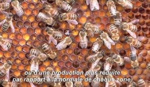 Désolation et inquiétude chez les apiculteurs italiens