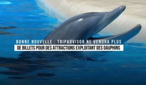 TripAdvisor ne vendra plus de billets pour des attractions exploitant des dauphins