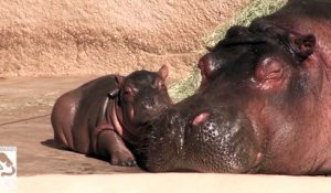 Ce bébé hippopotame a trouvé le coussin parfait pour dormir