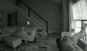 Un chien joue à « The Floor is Lava »