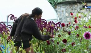 Jardin - Les fleurs sous le bitume