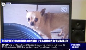 30 millions d'amis propose des mesures concrètes pour lutter contre les abandons d'animaux