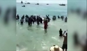 Des centaines de touristes se jettent à la mer pour sauver une baleine échouée sur la plage