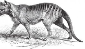 Un tigre de Tasmanie, une espèce pensée disparue depuis 80 ans, aurait été aperçu