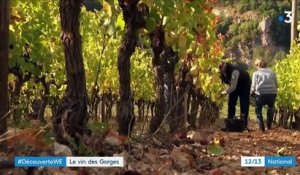 Lozère : replanter des vignes où elles avaient disparu
