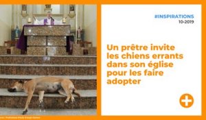 Un prêtre invite les chiens errants dans son église pour les faire adopter