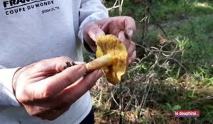 A la recherche de champignons du côté de Montvendre