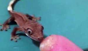 Premier repas pour ce bébé gecko adorable