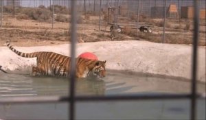 Ce tigre se baigne pour la première fois de sa vie... Magnifique