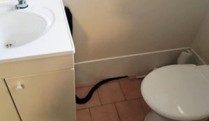 Il trouve un énorme serpent réfugié dans sa salle de bain