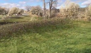 Des milliers d'oiseaux s'envolent de son jardin... Nuée impressionnante