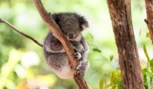 “Une tragédie nationale" en Australie avec des centaines de koalas victimes des flammes d'un gigantesque incendie