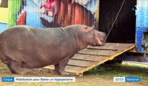 Cirque : Jumbo l'hippopotame retournera-t-il en Afrique ?