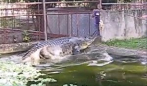 Ce monstre nommé Lapu-Lapu est le plus gros crocodile du monde...