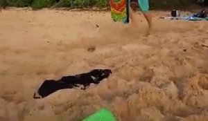 Ce grand père a raté son sandboard et s’est pris la tête dans le sable sur la plage.
