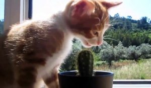 Ce chat essaye de manger un cactus !