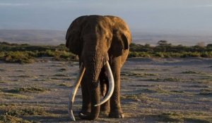 Kenya : Tim, l'un des derniers éléphants aux défenses géantes est mort à 50 ans