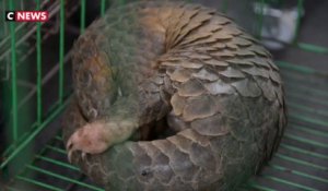 Le pangolin à l'origine du coronavirus ?