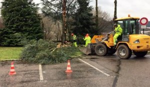Vidéo. Un arbre victime de la tempête Ciara derrière la mairie de Saint-Etienne-lès-Remiremont