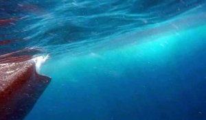 Il filme un énorme requin baleine juste à côté de lui !